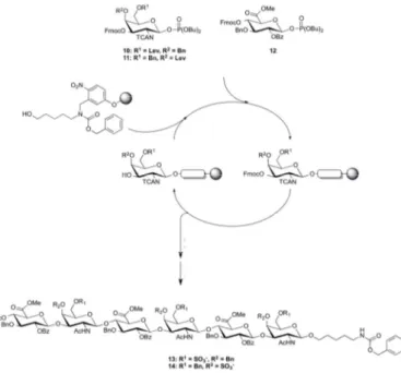 Figure 3. Synthèse d’un hexamère de sulfate de chondroïtine (adaptée de la référence 4)