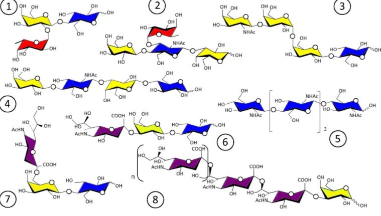 Figure 4. Représentation schématique des structures de quelques glycanes produits par ingénierie  métabolique chez Escherichia coli recombinant