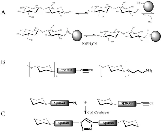 Figure 6. Illustration de voies chimiques permettant la conjugaison de glycanes. A. Amination réductrice pour  former des glycoconjugués de type glycoprotéines ou glycopeptides