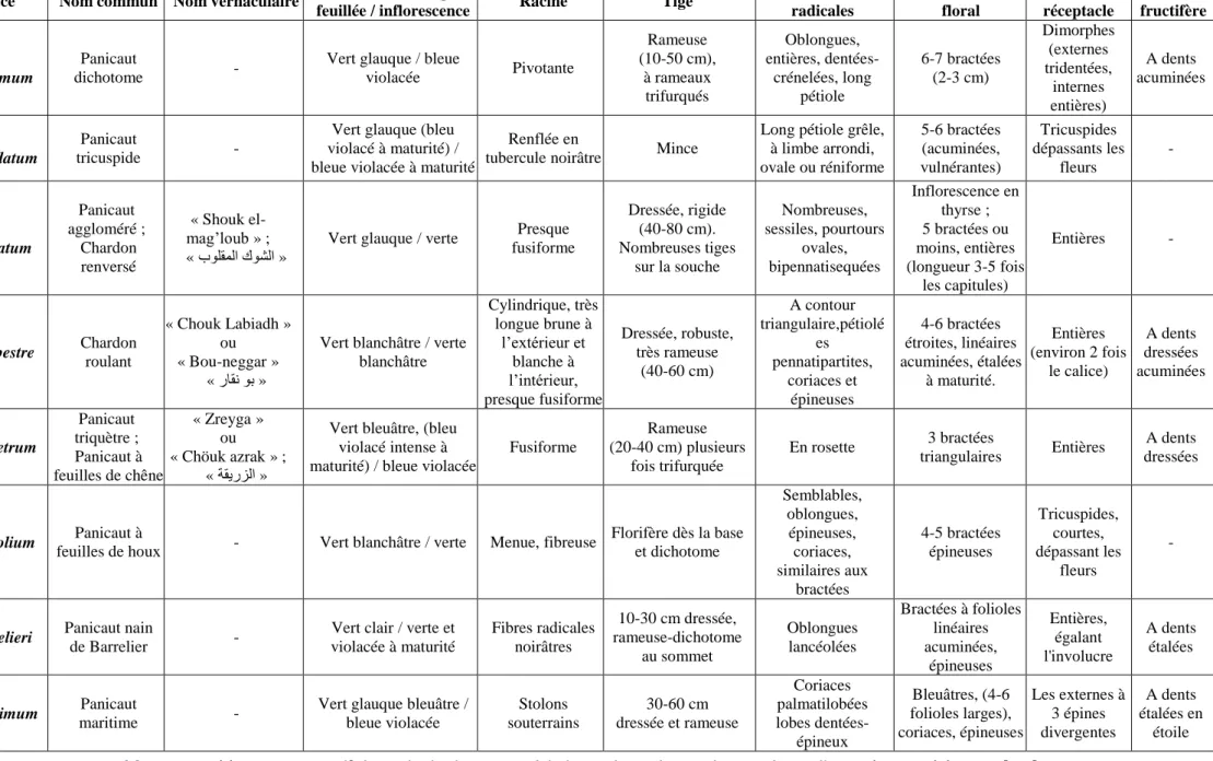 Tableau 1. Tableau comparatif des principales caractéristiques botaniques des espèces d’Eryngium tunisiennes [8,9] 
