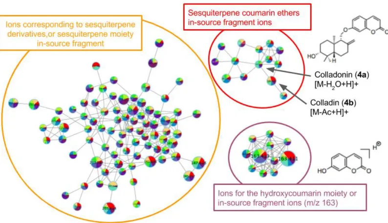 Figure 2. Overview of the molecular networks of the herbarium voucher samples of F. arrigonii