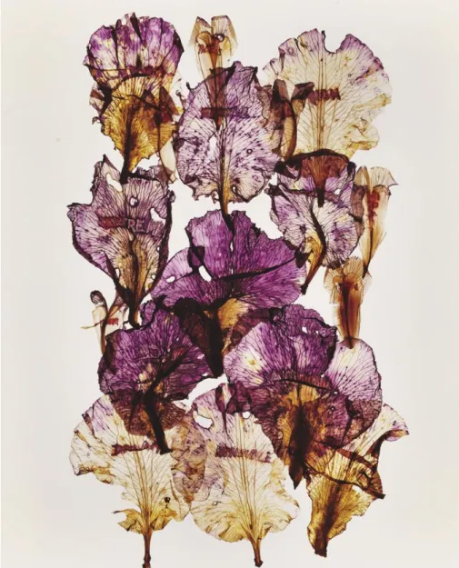 Figure 5.  A. et P. Poirier, Hommage à Blaschka - Iris Violet, 2012, 224 x 151 cm 
