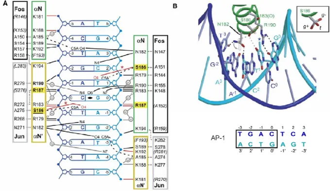 Figure  I.16. :  Contacts  protéine/ADN  du  complexe  ZEBRA/AP1  au  niveau  du  sillon  majeur  d’ADN