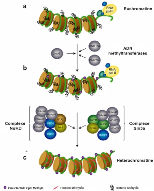 Figure I.17. : Mécanisme par lequel la méthylation de l’ADN réprimerait l’expression des gène.