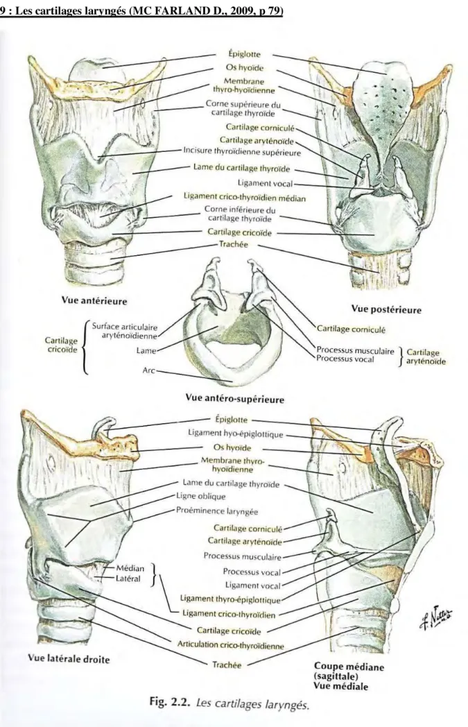 Fig.  2.2.  Les  cartilages  laryngés. 