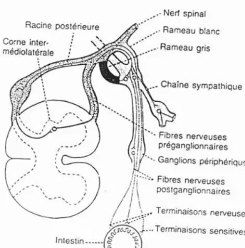 Fig. 10 Conn exions nerveuses entre la n10eIIe épinière, la chaîne