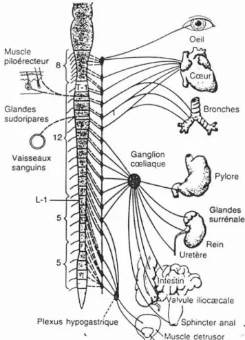 Fig. Il Le systèlne nerveux synlpathique