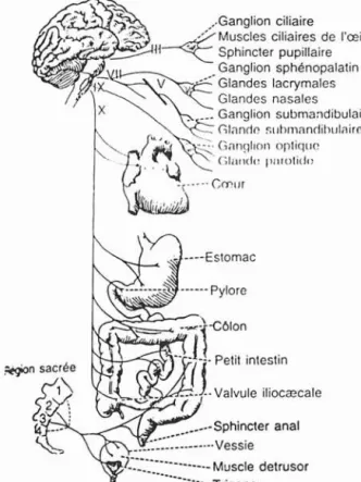 Fig. 12 Le système nerveux para-sympathique