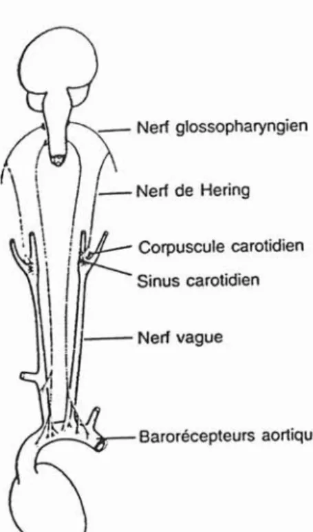 Fig. 13 Le système baro-récepteur