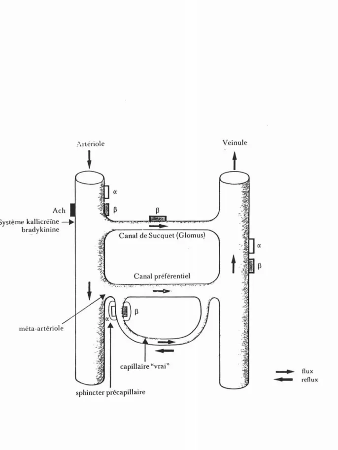 Fig . 14 Schéma de l'organisation de l'unité fonctionnelle capillaire.