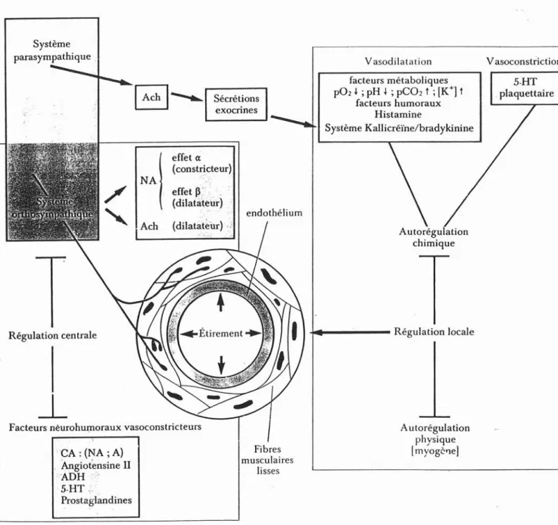 Fig. 15 Contrôle de la vasomotricité.