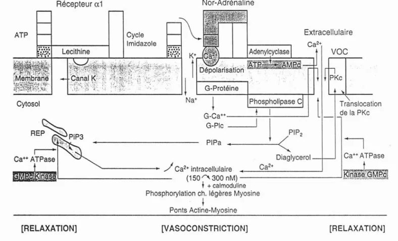 Fig. 16 Cellule musculaire lisse de type vasculaire. Phénomène induits par l'occupation du site alpha 1 par la noradrénaline