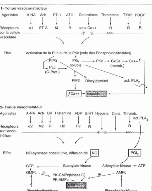 Fig. 17 Equilibre vasomoteur.