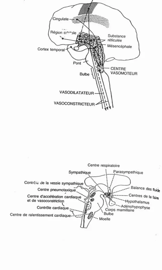 Fig. 20 (en bas) Aire contrôlant le système nerveux autonome au niveau de l'encéphale et de l'hypothalamus.