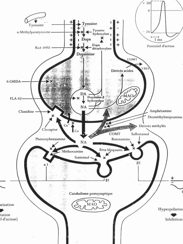 Fig. 22 représentation fonctionnefje d'une synapse noradrénergique