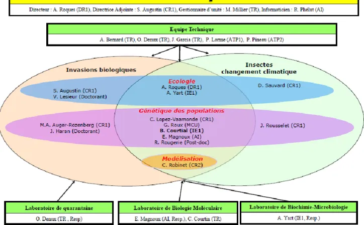 Figure 3 : Organigramme de l’Unité de Recherche de Zoologie Forestière. 