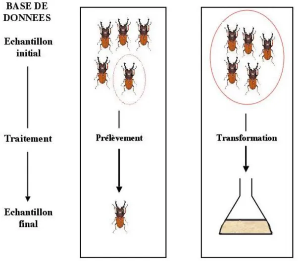 Figure 5 : Prélèvement et transformation d’un échantillon 