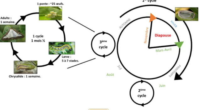 Fig. 2 : Cycle biologique de la pyrale du buis. La chenille qui possède trois cycles dont une a  la particularité de faire une diapause pendant l’hiver