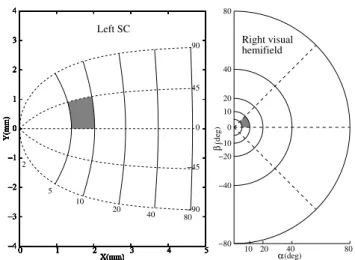 Fig. 2.2: Géométrie du colliculus supérieur chez le macaque. La position des objets dans le champ visuel (à droite) est projetée sur la surface du sc (à gauche) à l’aide d’une fonction logarithmique dans l’espace complexe