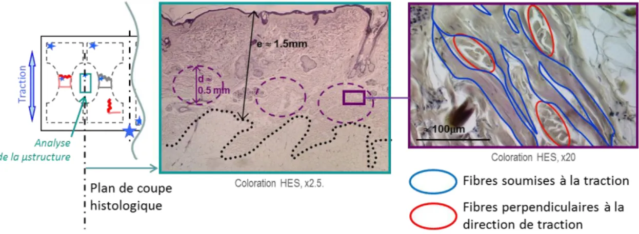 Figure 5  Comparaison  des  directions  de  fibres  de  collagène  privilégiées  pour  le  derme,  indiquées  par  les  densités  (en  haut)  et  les  modules  d’Young (en bas) (d’après Jacquemoud, 2007) 