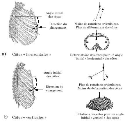 Fig.  2-7 : Influence de l’inclinaison des côtes sur le mécanisme de déflexion de la cage  thoracique