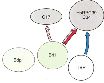Figure 1.3  Protein-protein interactions between TFIIIB and RNA polymerase III subunits