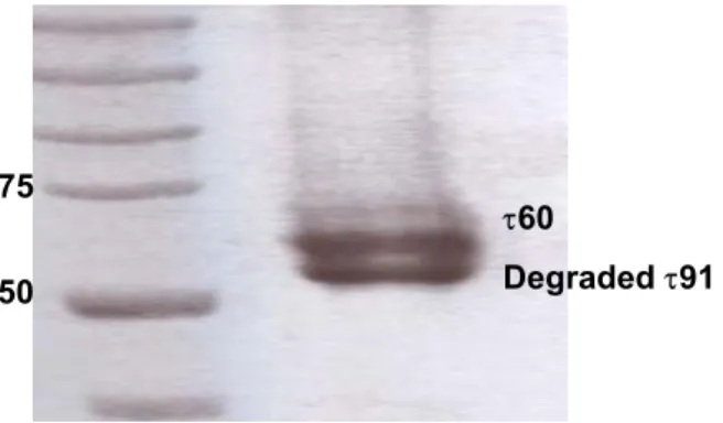 Figure 3.3  τ91 is degraded at 20  o C to a 60 kDa fragment whereas τ60 appears to be stable