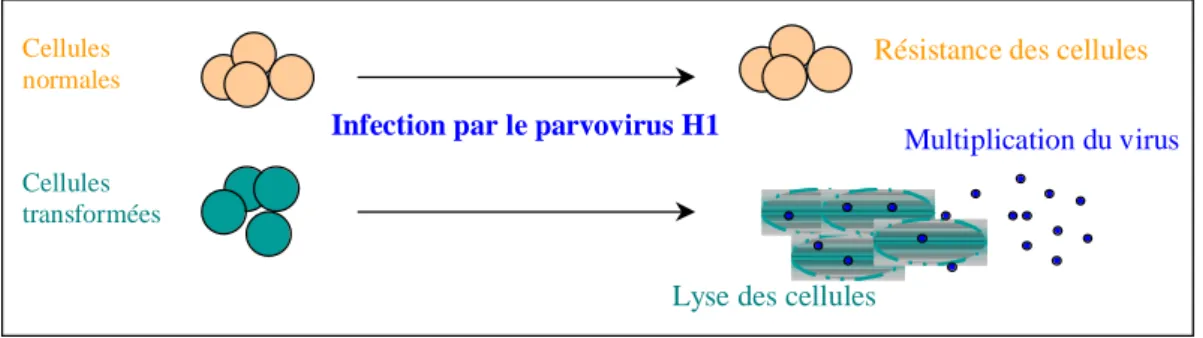Figure 2 : Effet du parvovirus H1 sur les cellules 