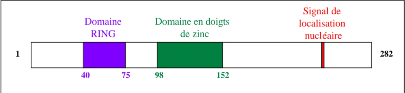 Figure 9 : Structure des protéines Siah 