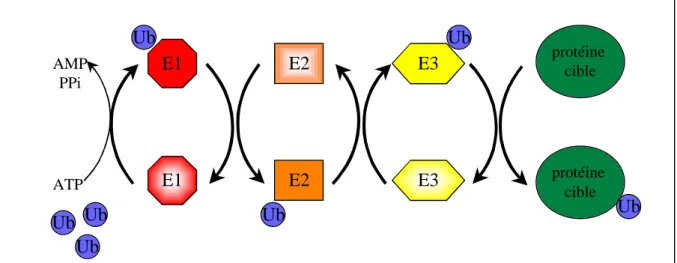 Figure 11 : La réaction d'ubiquitination 