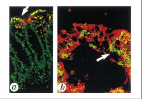 Figure 13 : Expression de siah-1 dans les cellules intestinales en apoptose à  l'extrémité des villi 