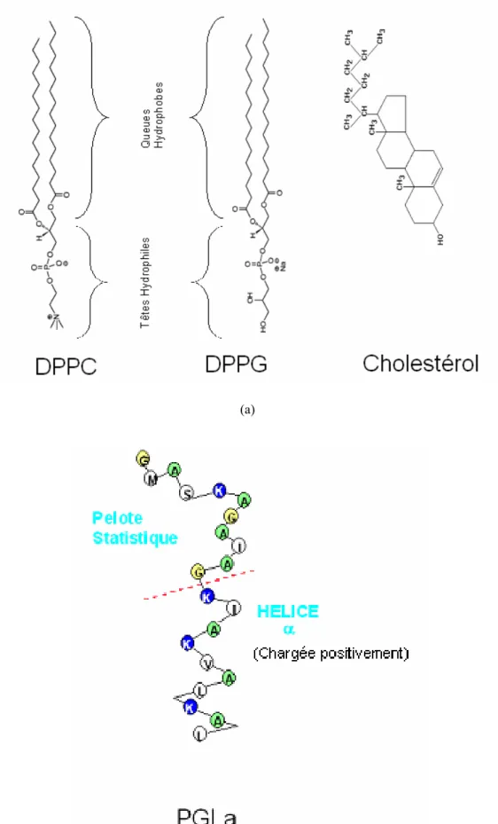 Fig. 1.7 : Molécules utilisées pour la réalisation des différentes monocouches : (a) Les Lipides, (b) le peptide  antimicrobien 