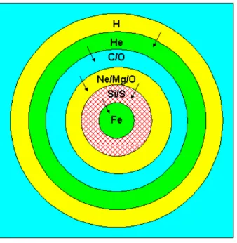 Figure 2.2 Structure en pelure d’oignon d’une ´etoile massive dans la phase de superg´eante.