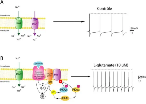 Figure 10 : Courants INa1 et INa2 modulant l’excitabilité membranaire des neurones DUM  (modifié d’après Lavialle-Defaix et coll., 2006)