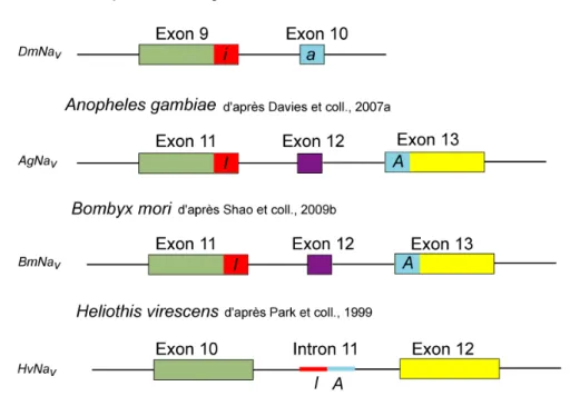 Figure 16 : Organisation génomique des exons homologues aux exons optionnels a et i du  gène DmNa v  chez une espèce de diptère (Anopheles gambiae) et deux espèces de lépidoptères  (Bombyx mori et Heliothis virescens)