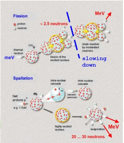 Figure 1: Schematic presentation of the nuclear fission and spallation process (Richter 2003)