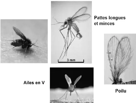 Figure 5: Morphologie du phlébotome  [15] 