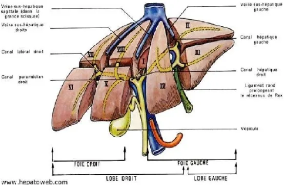 Figure 2 : Segmentation hépatique dans une vue antérieure du foie [11]. 