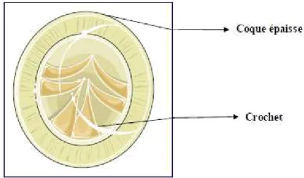 Figure 15 :L’œuf contenant un embryon hexacanthe. 