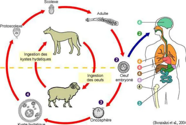 Figure 17: Schéma du cycle biologique d’Echinococcus granulosus. 