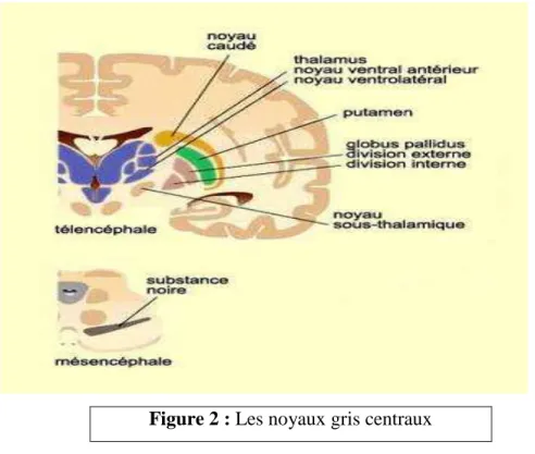 Figure 2 : Les noyaux gris centraux 