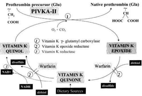 Figure 1 : cycle de la vitamine k [9’] 