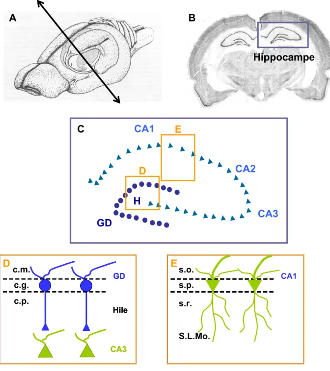 Figure RB1 : Anatomie de l’hippocampe de rat. 