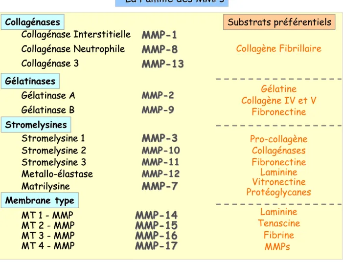 Tableau RB1 : La famille des métalloprotéinases (MMP) et leurs substrats  préférentiels 