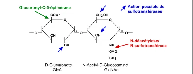 Figure RB10 : Modifications enzymatiques du motif de base des chaînes de  sulfate d’héparane
