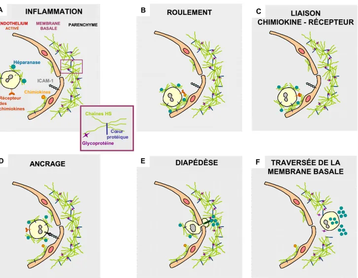 Figure RB11 : Implications des chaînes d’HS dans les étapes clés de la pénétration tissulaire  de monocyte au travers de l’endothélium au niveau du  site inflammatoire.