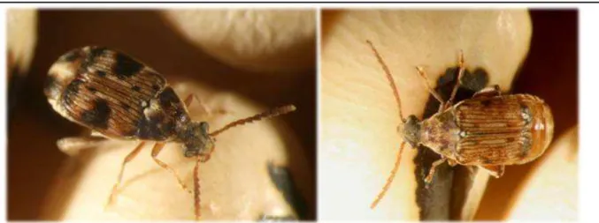 Figure 8 Callosobruchus maculatus femelle (à gauche) et mâle (à droite) dans un stock de graines de  Niébé