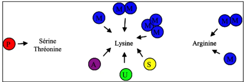 Figure 6 : Différents types de modifications post-traductionnelles des histones 