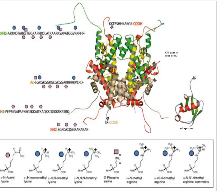 Figure 7 : Modifications post-traductionnelles des histones. 