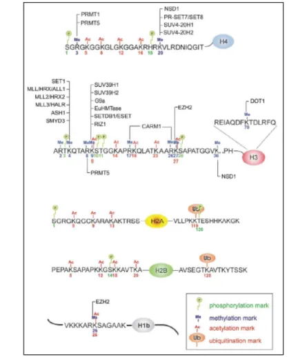 Figure 8 : Exemples de méthylases d’histones. 